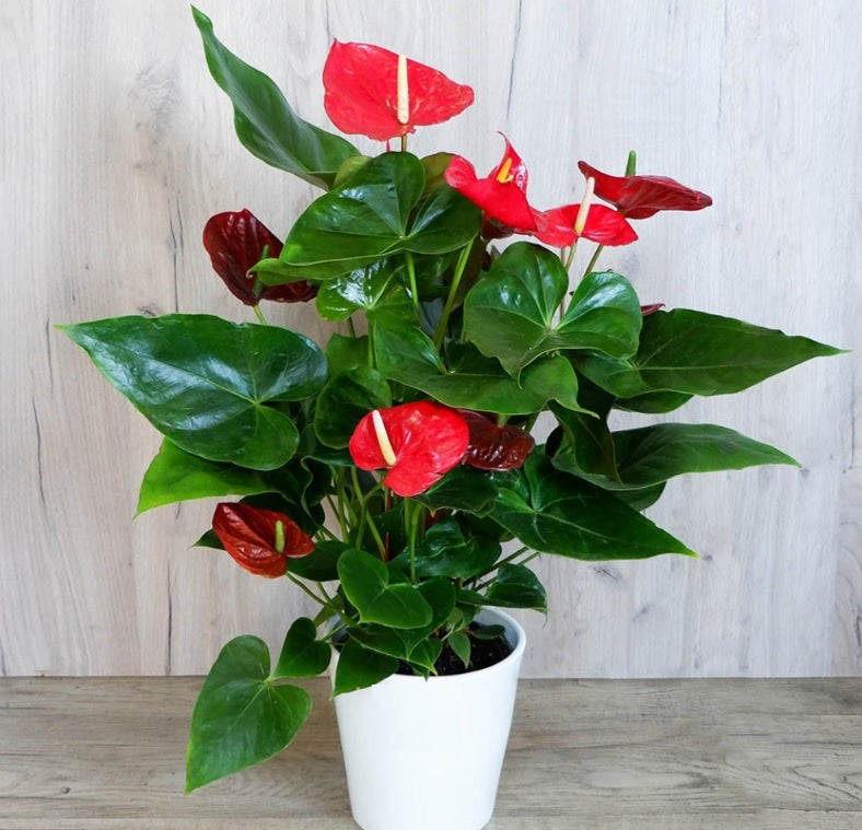 Red Anthurium (30cm-40cm) CERAMIC pot - PlantmartUAE.com