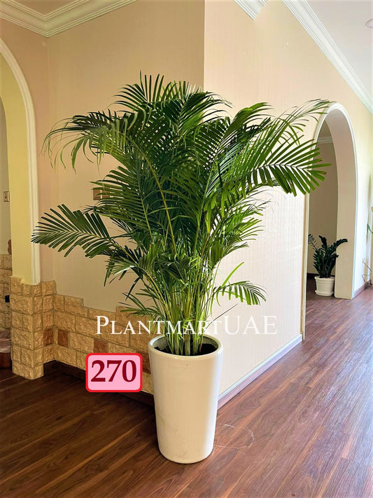 Areca Palm (L)160cm-170cm - PlantmartUAE.com