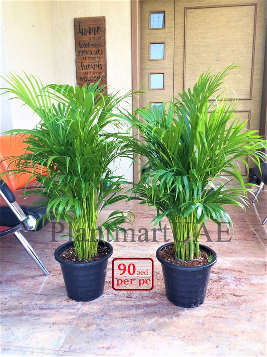 Areca Palm -Chrysalidocarpus lutescens 110cm-150cm - PlantmartUAE.com