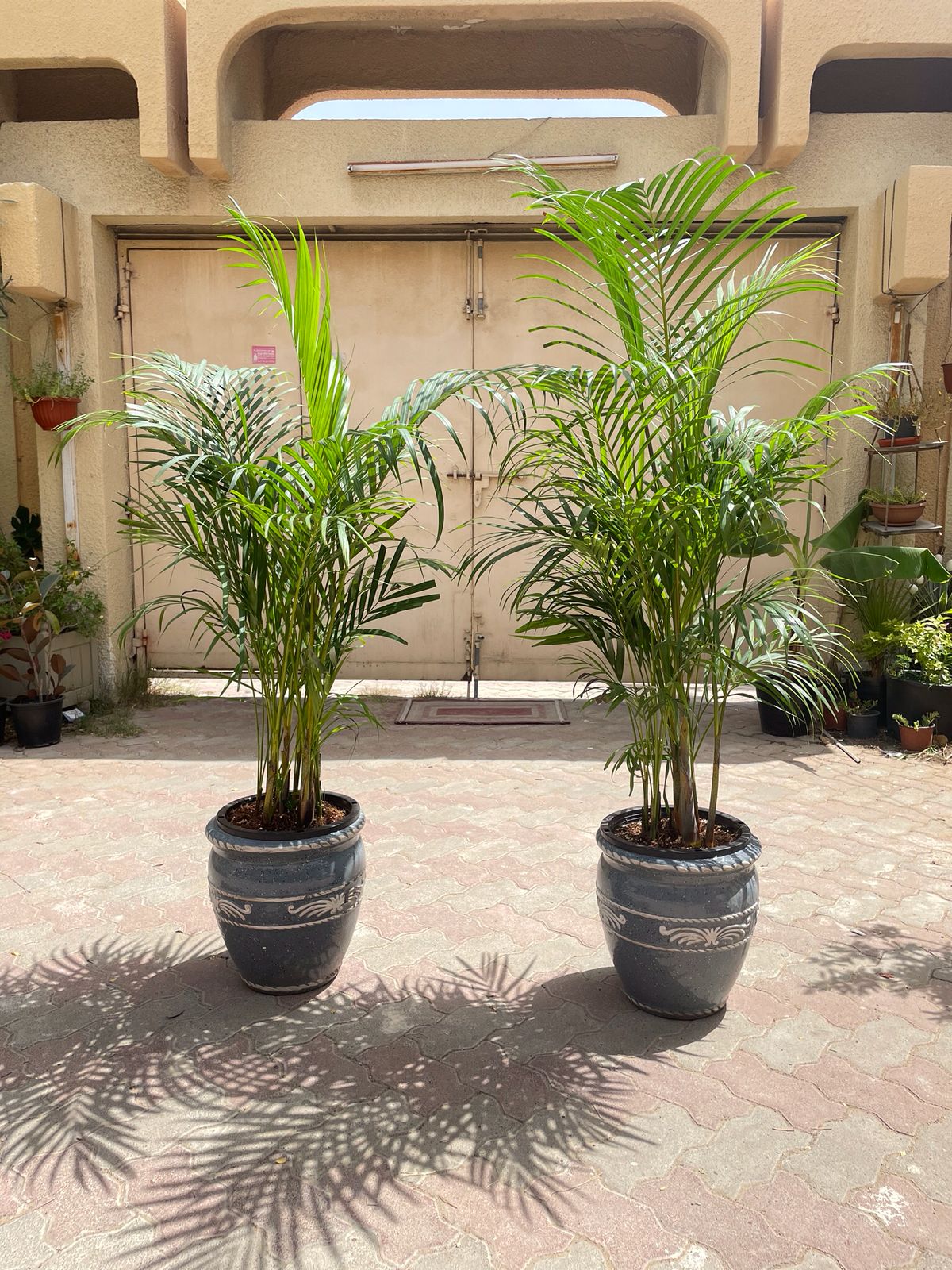 Areca Palm -Chrysalidocarpus lutescens 110cm-150cm - PlantmartUAE.com