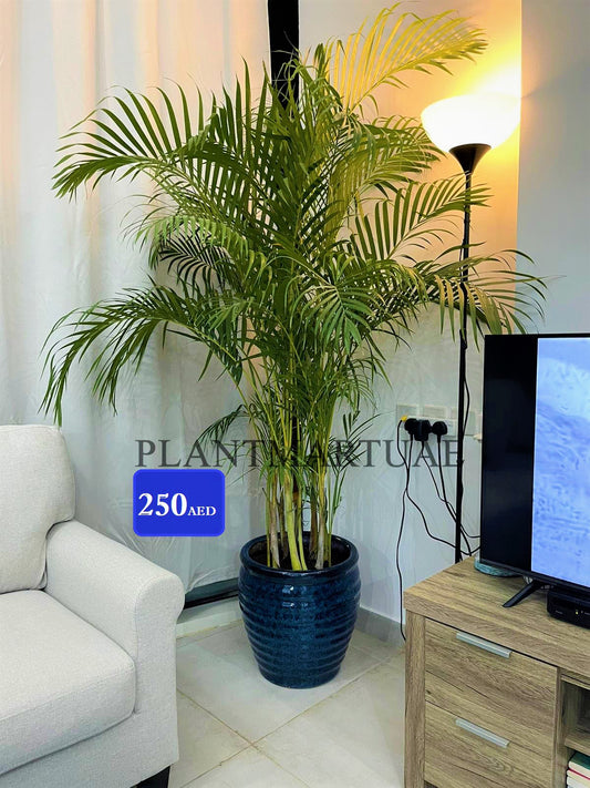 Areca Palm LARGE/ CERAMIC pot 170cm-180cm - PlantmartUAE.com