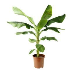 Banana plant 100cm-120cm - PlantmartUAE.com