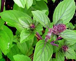 Basil Persian 30cm-40cm Outdoor plant | Rayhan | Best Online Store ...