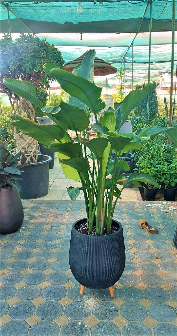 Strelitzia Nicolai - Giant White Bird of Paradise - PlantmartUAE.com