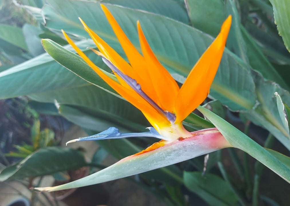 Bird of paradise-XL - PlantmartUAE.com