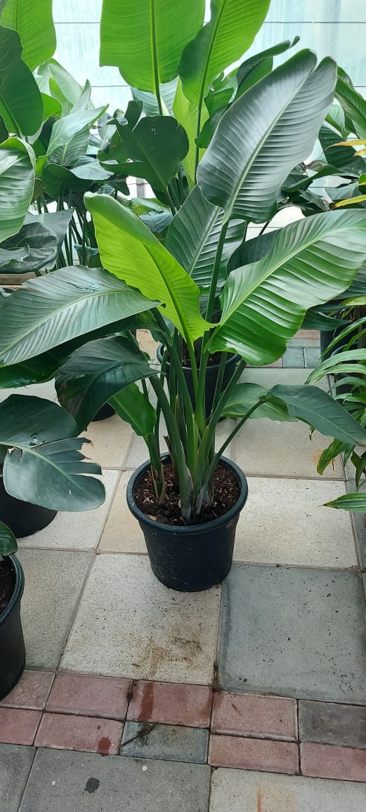 Bird Of Paradise- Sterilizia Nicolai/nursery pot 140cm - PlantmartUAE.com