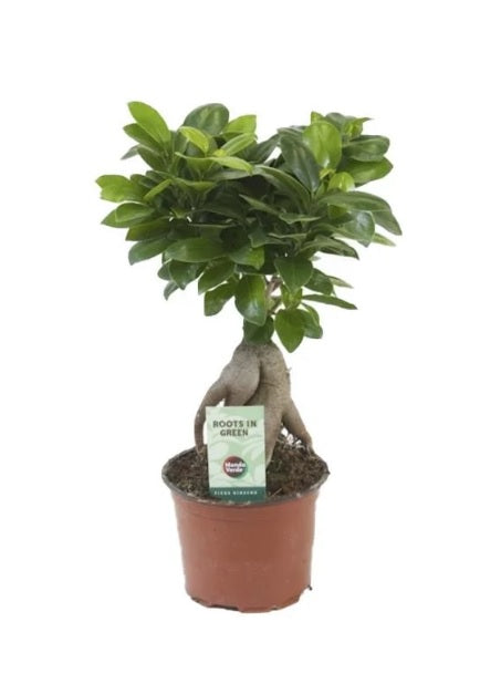 Ficus Microcarpa Ginseng Bonsai - PlantmartUAE.com