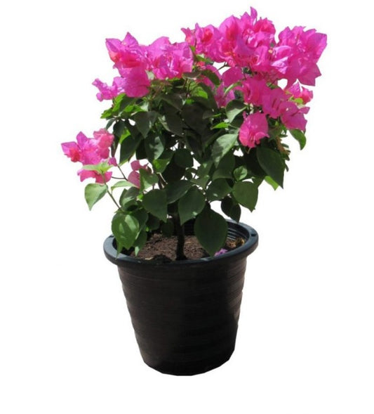 Bougeinillea Pink (Small) Nursery pot - PlantmartUAE.com