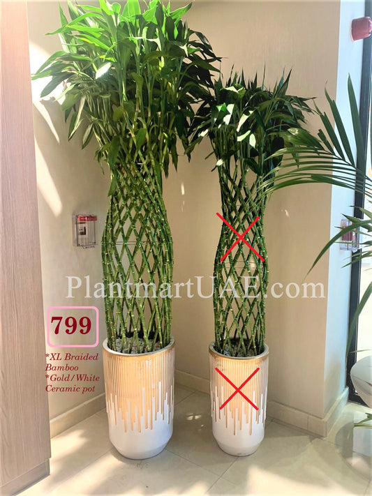 XL Braided Bamboo - CERAMIC pot - PlantmartUAE.com