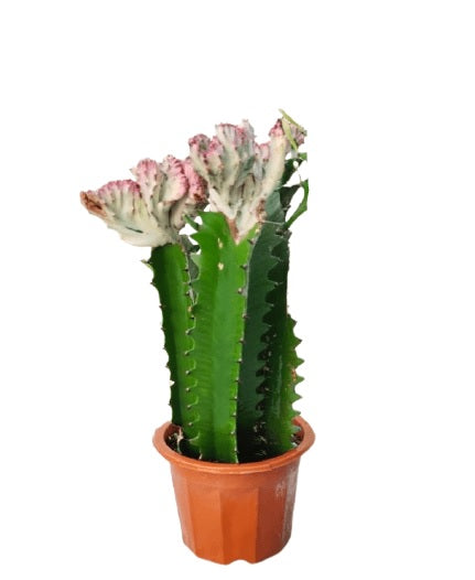 Cactus Euphorbia (L) nursery pot - PlantmartUAE.com