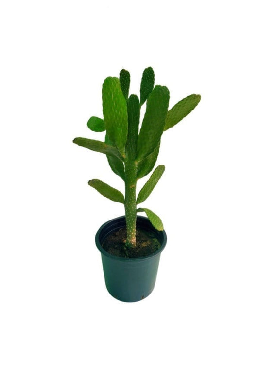 Cactus Opuntia Ficus Indica - PlantmartUAE.com