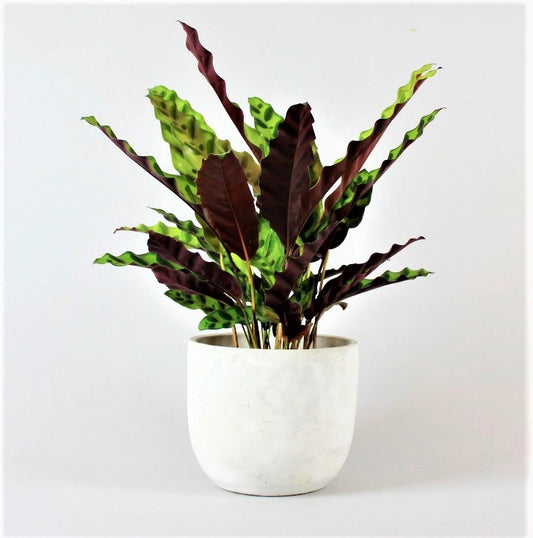 Calathea Lancifolia 40cm-50cm/CERAMIC pot - PlantmartUAE.com