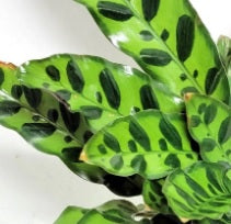 Calathea Lancifolia - PlantmartUAE.com