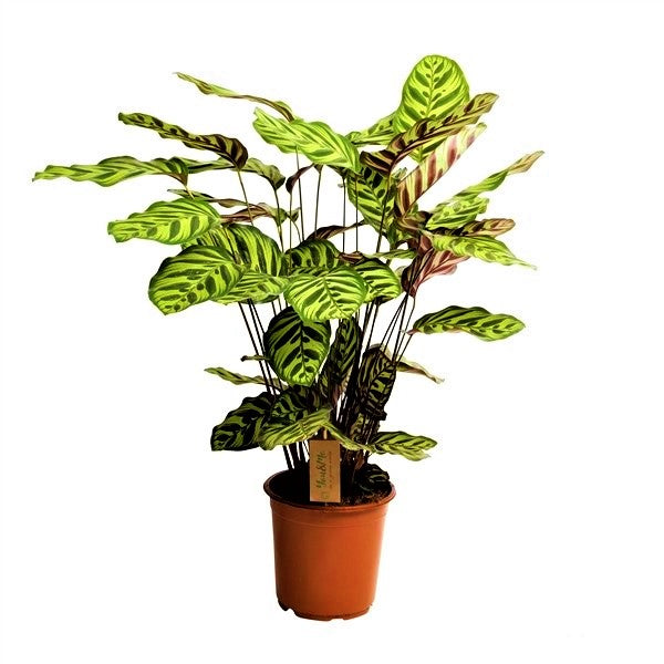 Calathea Makoyana 30cm-40cm /Ctenanthe burle marxii Amabilis - Never Never Plant - PlantmartUAE.com