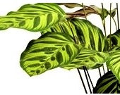 Calathea Makoyana 30cm-40cm /Ctenanthe burle marxii Amabilis - Never Never Plant - PlantmartUAE.com