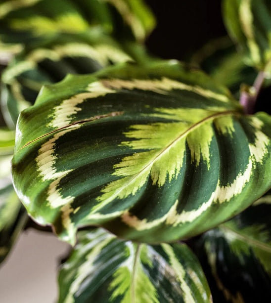 Calathea Medallion Plant 30cm-40cm, Calathea veitchiana - PlantmartUAE.com