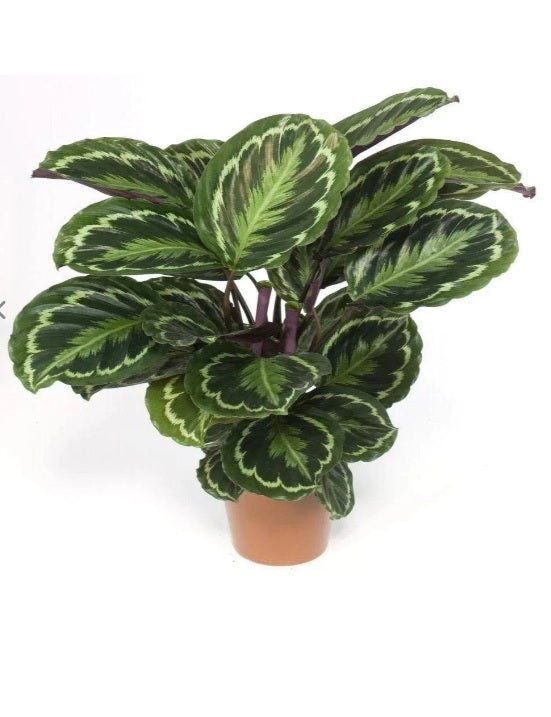 Calathea Medallion Plant 30cm-40cm, Calathea veitchiana - PlantmartUAE.com