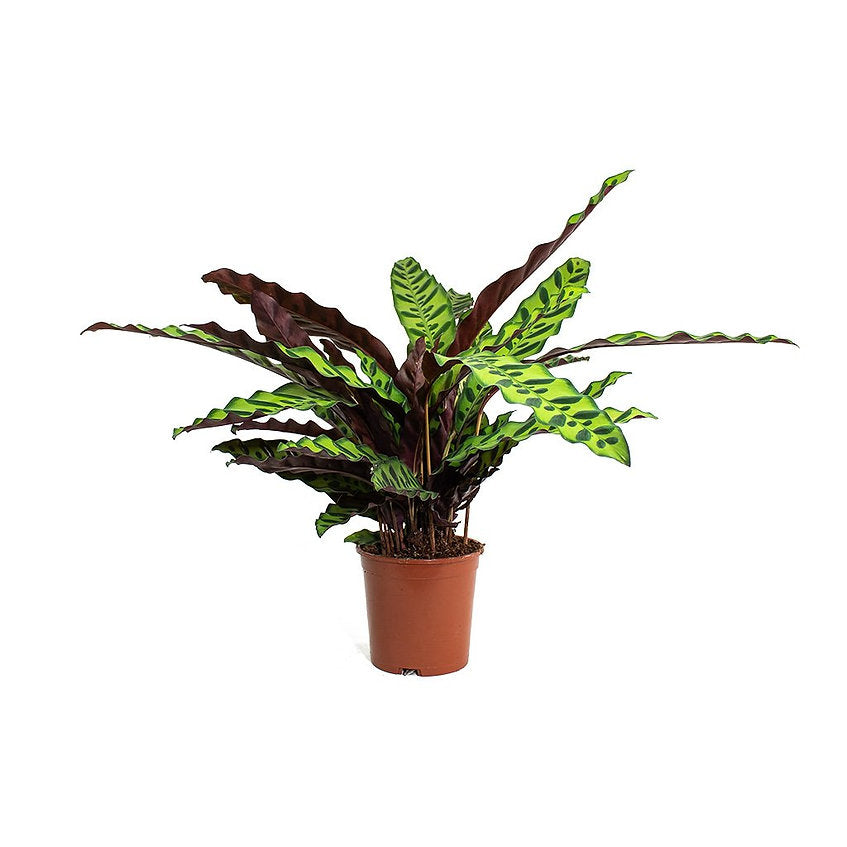 Calathea Lancifolia - PlantmartUAE.com