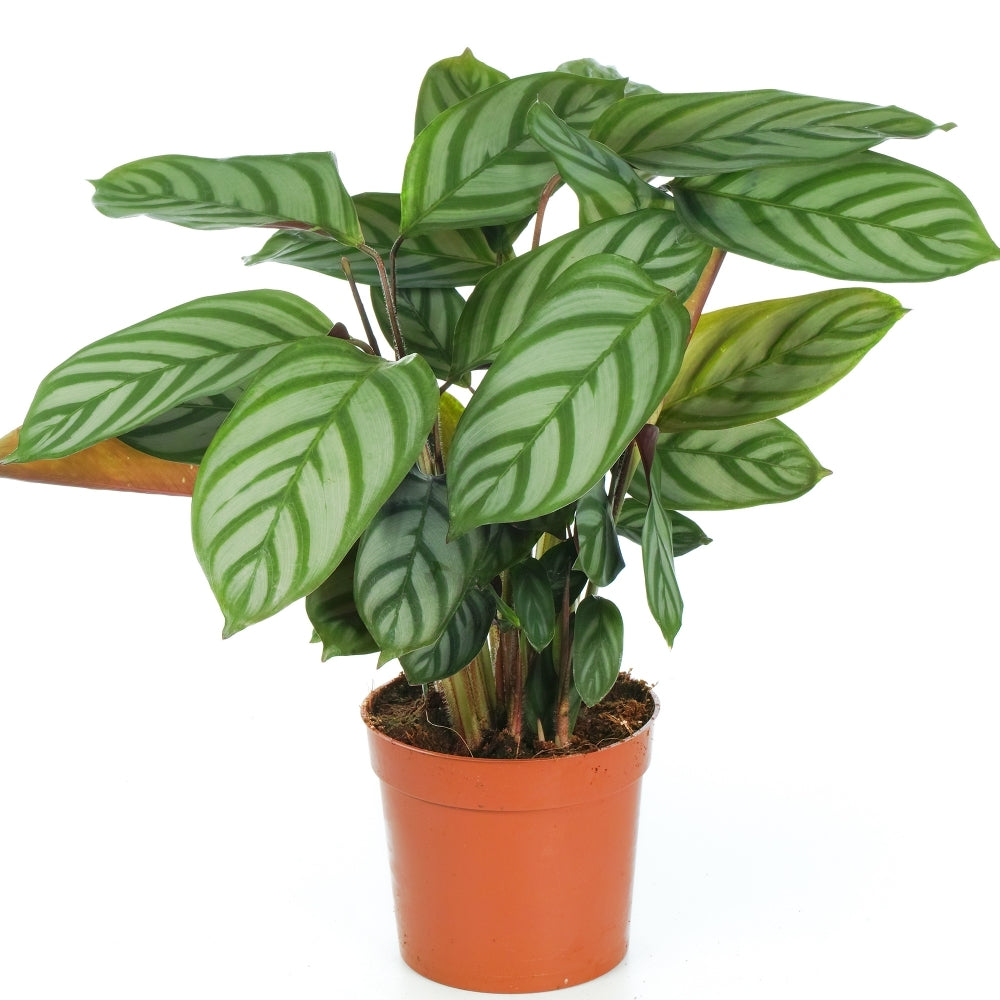 Calathea never never plant 30cm-40cm indoor plant | PlantmartUAE.com