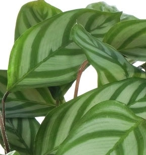 Calathea never never plant-30cm-40cm - PlantmartUAE.com