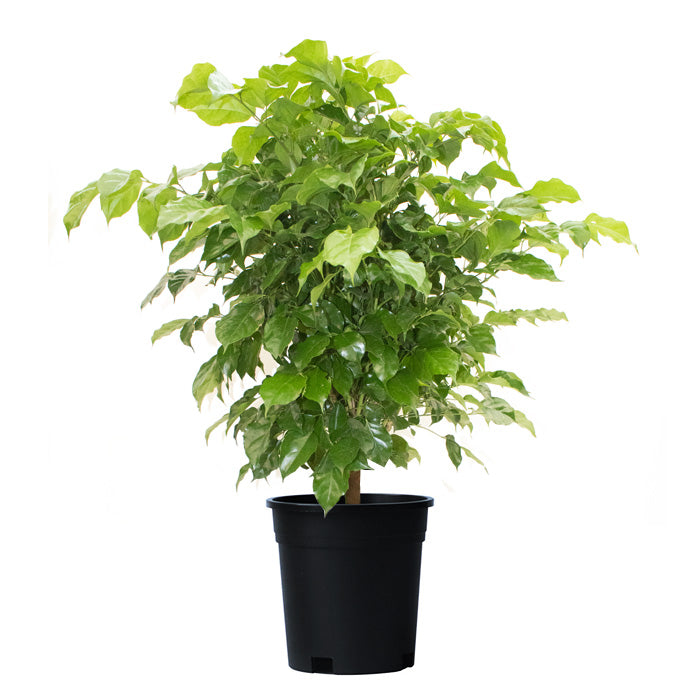 China Doll (Red Machera) indoor 60cm-70cm - PlantmartUAE.com