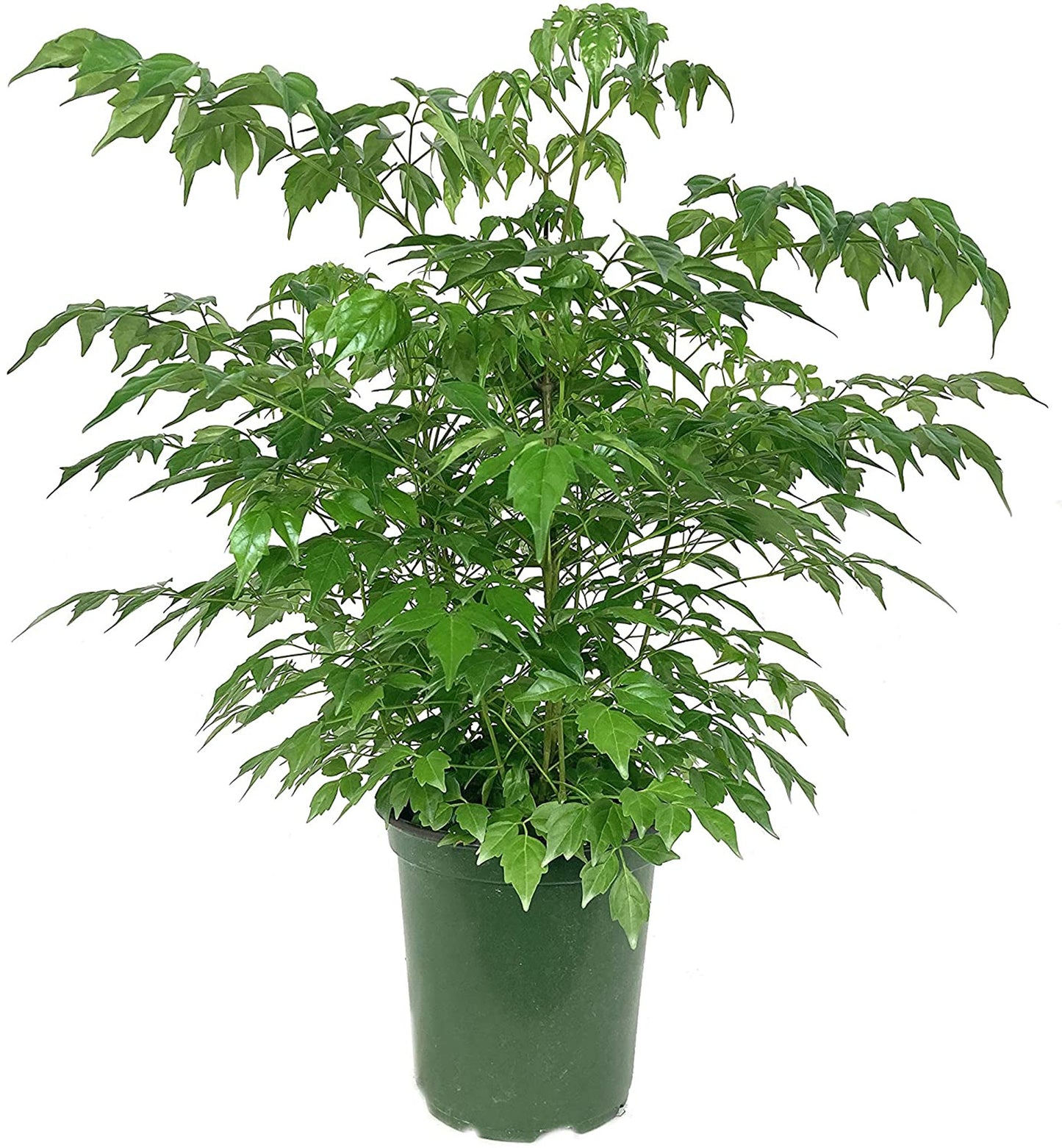 China Doll (Red Machera) indoor 60cm-70cm - PlantmartUAE.com