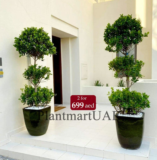 Combo offer: Ficus panda XL 3-head with CERAMIC pot - PlantmartUAE.com