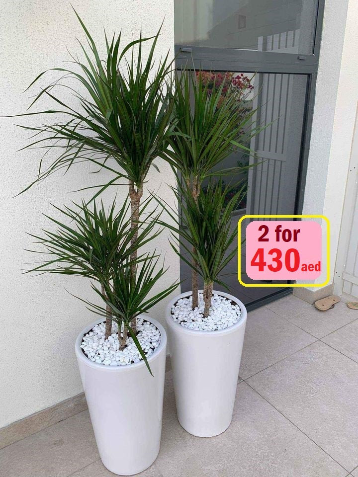 TWIN PACK: Dracaena Marginata/CERAMIC pot - PlantmartUAE.com