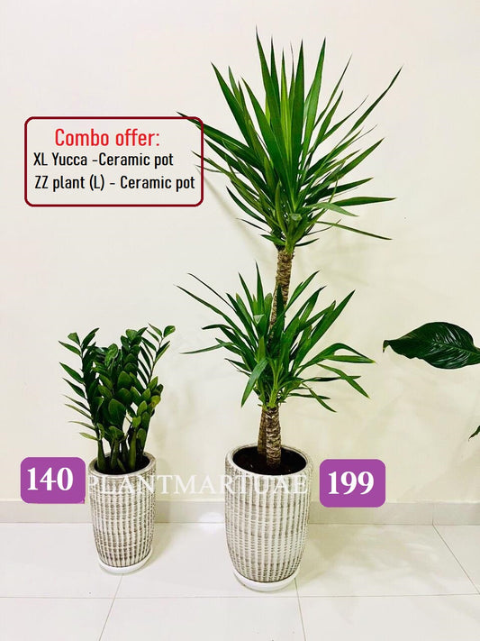 Twin Pack: Yucca XL/ ZZ plant- Ceramic pots - PlantmartUAE.com