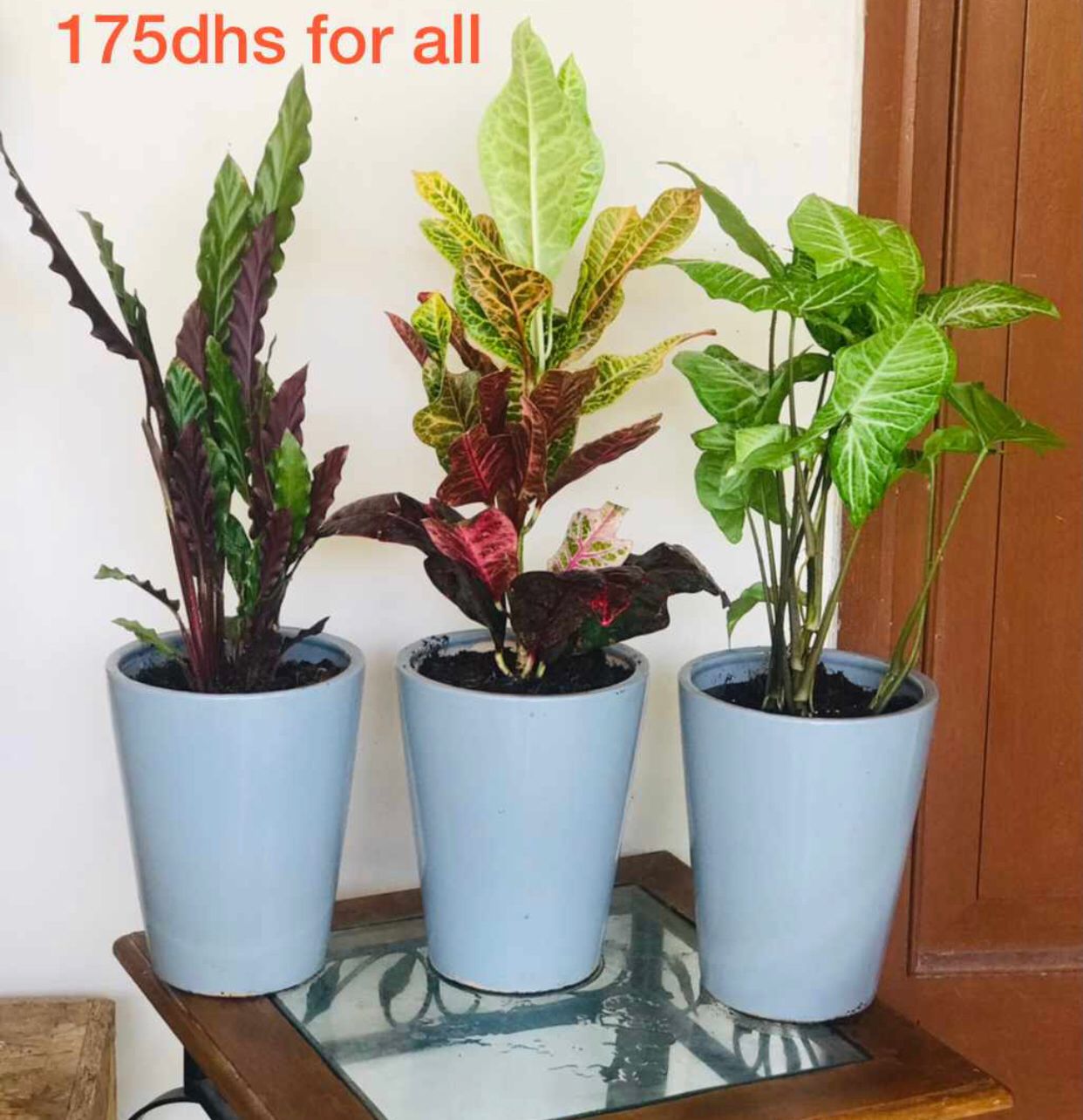 Combo: 3 indoor plants/CERAMIC pots - PlantmartUAE.com