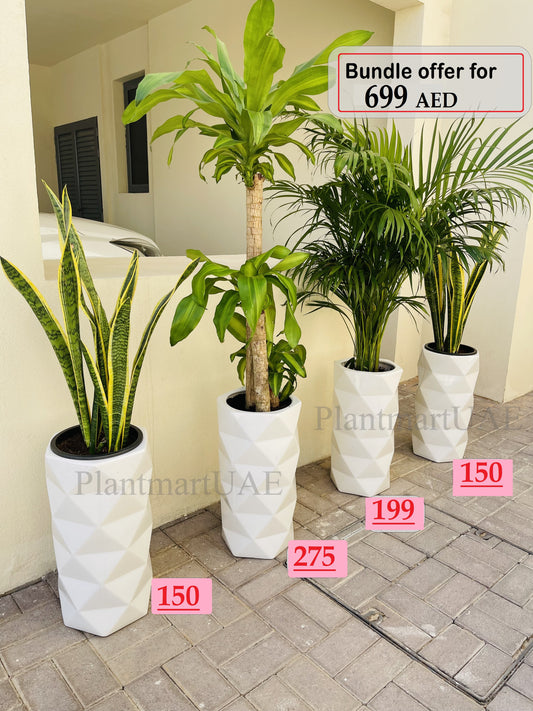 Combo Offer: 4 Large indoor plants/CERAMIC pots - PlantmartUAE.com