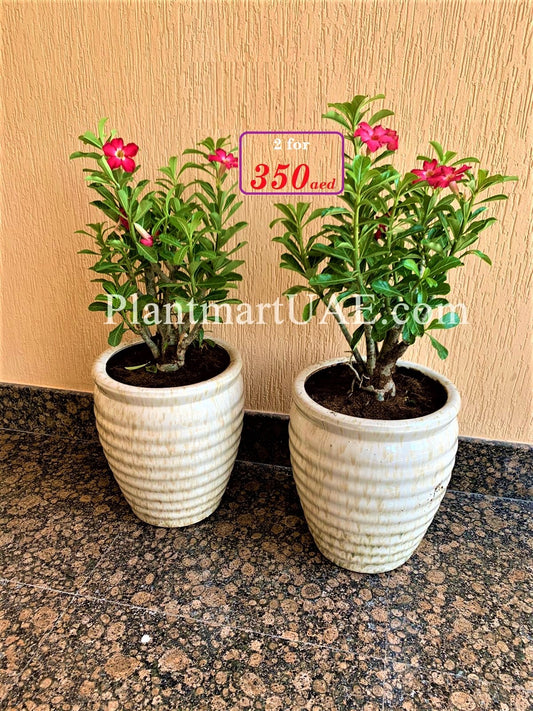 Combo: 2pcs Adenium obesum /Desert Rose (Large)- Ceramic pot - PlantmartUAE.com