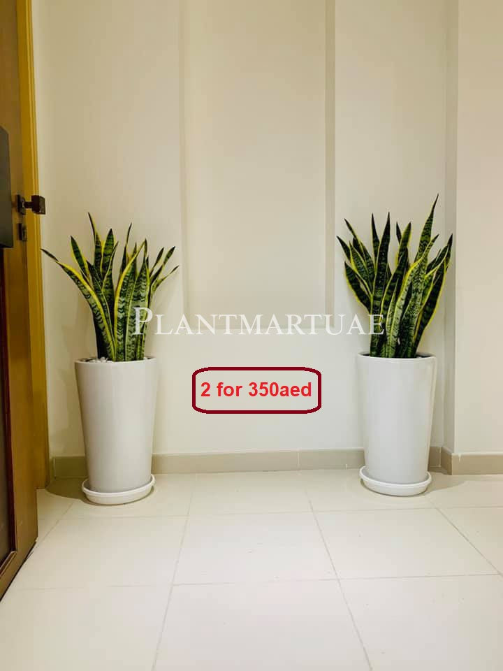 Combo pack -XXL Snake plant-Large Ceramic pots - PlantmartUAE.com