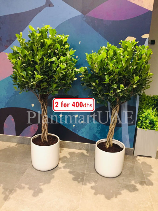Combo pack: Twisted Ficus panda/Retusa- Ceramic pot - PlantmartUAE.com