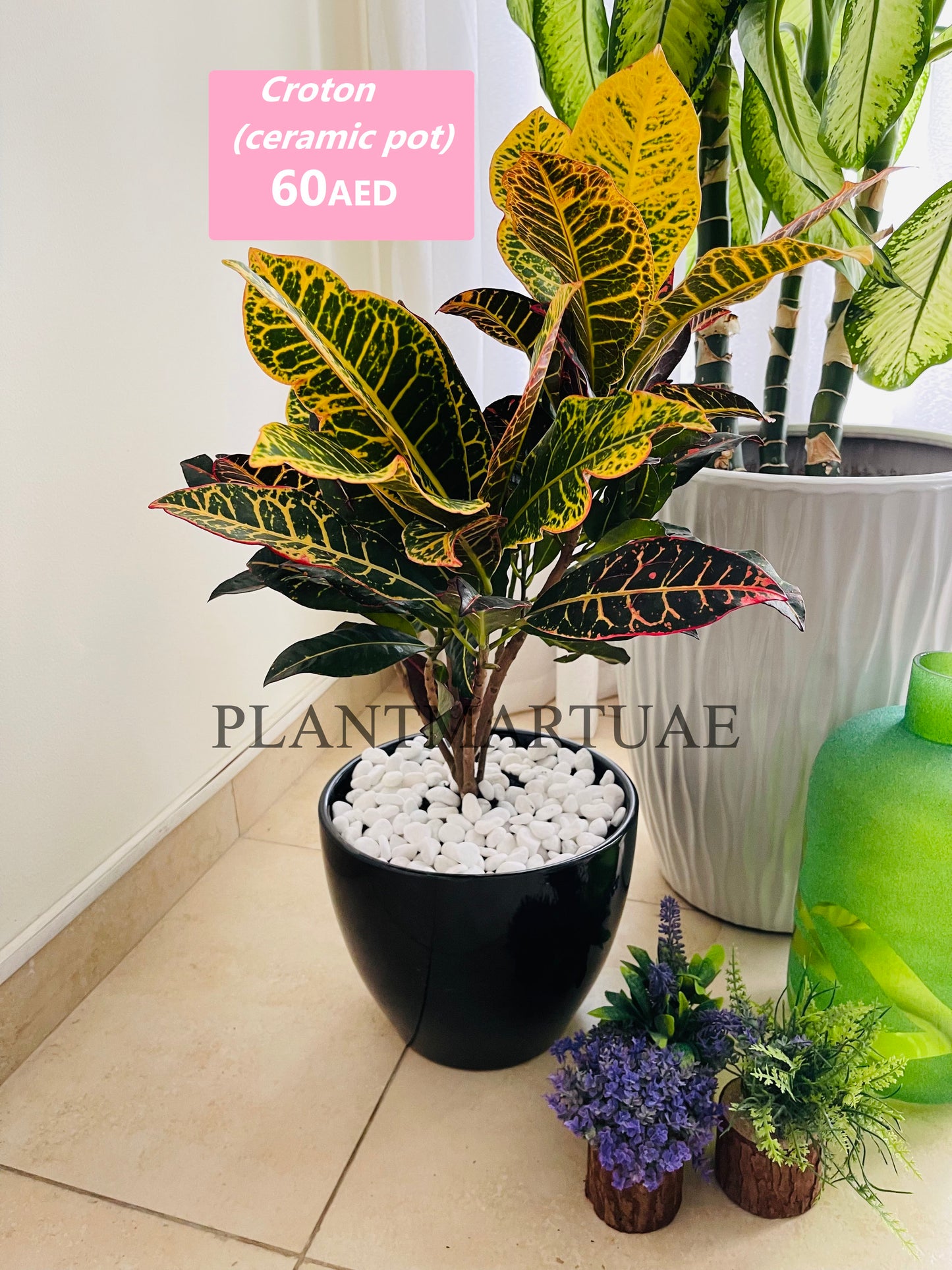 Croton indoor/CERAMIC POT- 40cm-60cm - PlantmartUAE.com