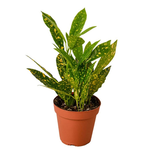 Croton gold star 30cm-40cm, Codiaeum Variegated Gold Dust - PlantmartUAE.com