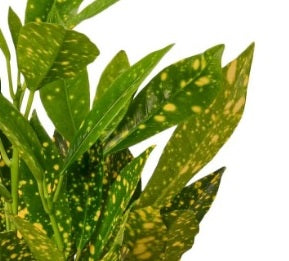 Croton gold star 30cm-40cm/CERAMIC pot, Codiaeum Variegated Gold Dust - PlantmartUAE.com