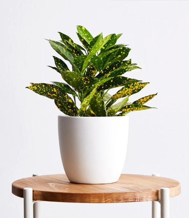 Croton gold star 30cm-40cm/CERAMIC pot, Codiaeum Variegated Gold Dust - PlantmartUAE.com