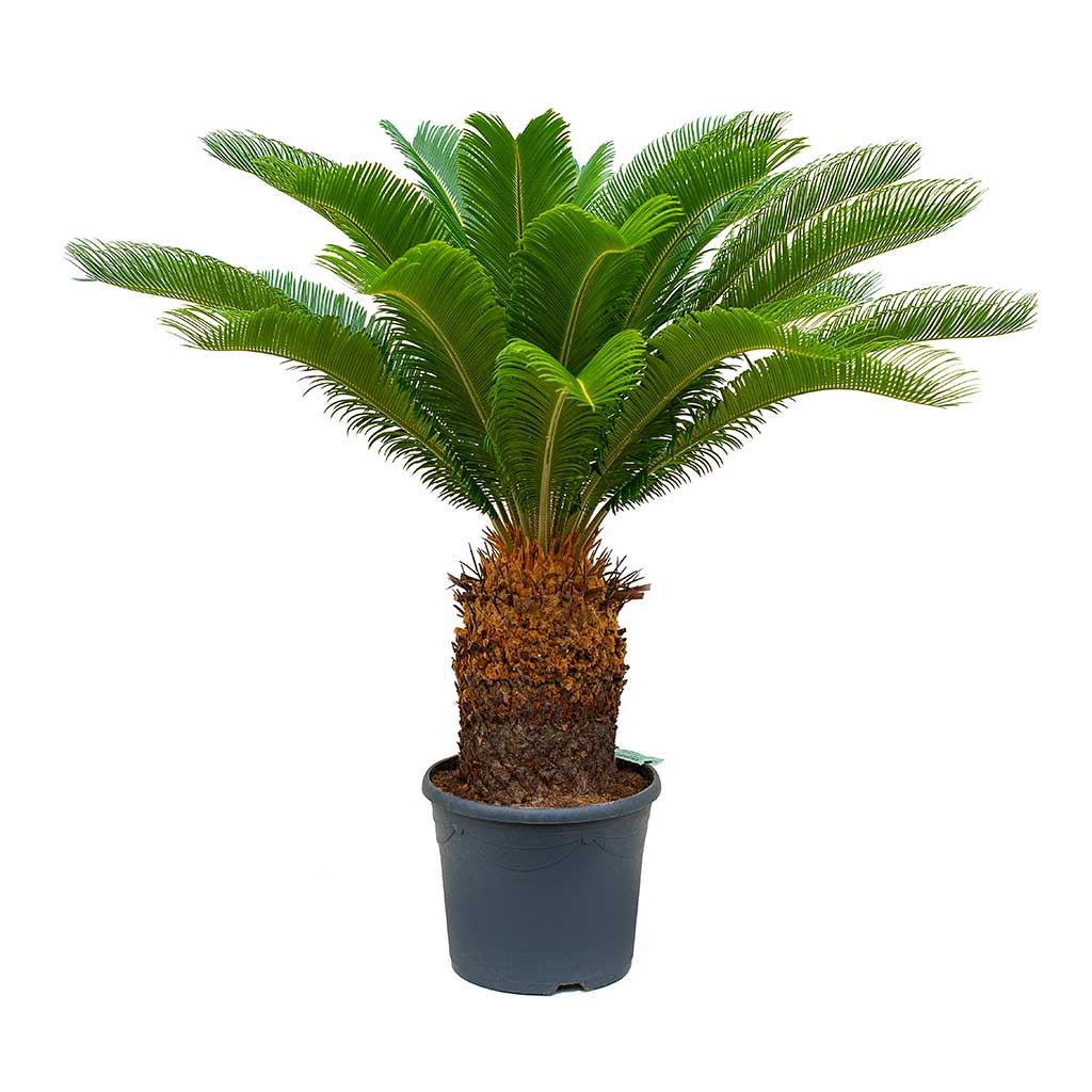 Cycas Palm/Sago Palm Large in FiberClay Pot - PlantmartUAE.com