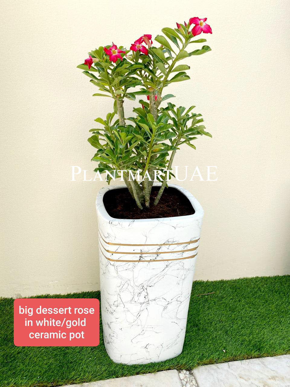 Desert Rose /Adenium obesum(Large)- Ceramic pot - PlantmartUAE.com