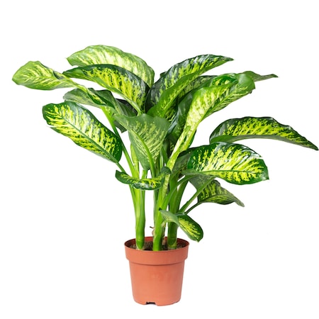 Dieffenbachia Maroba- Dumb Cane-70cm - PlantmartUAE.com