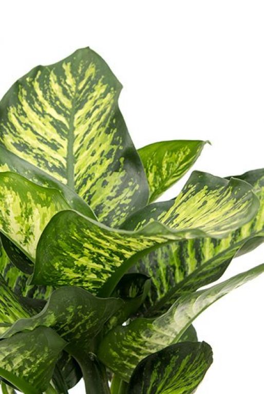 Dieffenbachia Maroba- Dumb Cane-70cm - PlantmartUAE.com