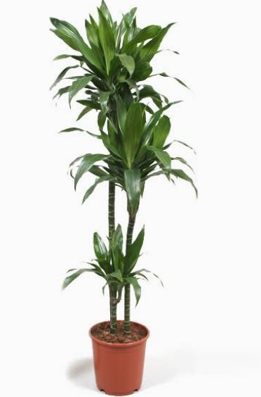 Dracaena Janet Craig 100cm-120cm - PlantmartUAE.com