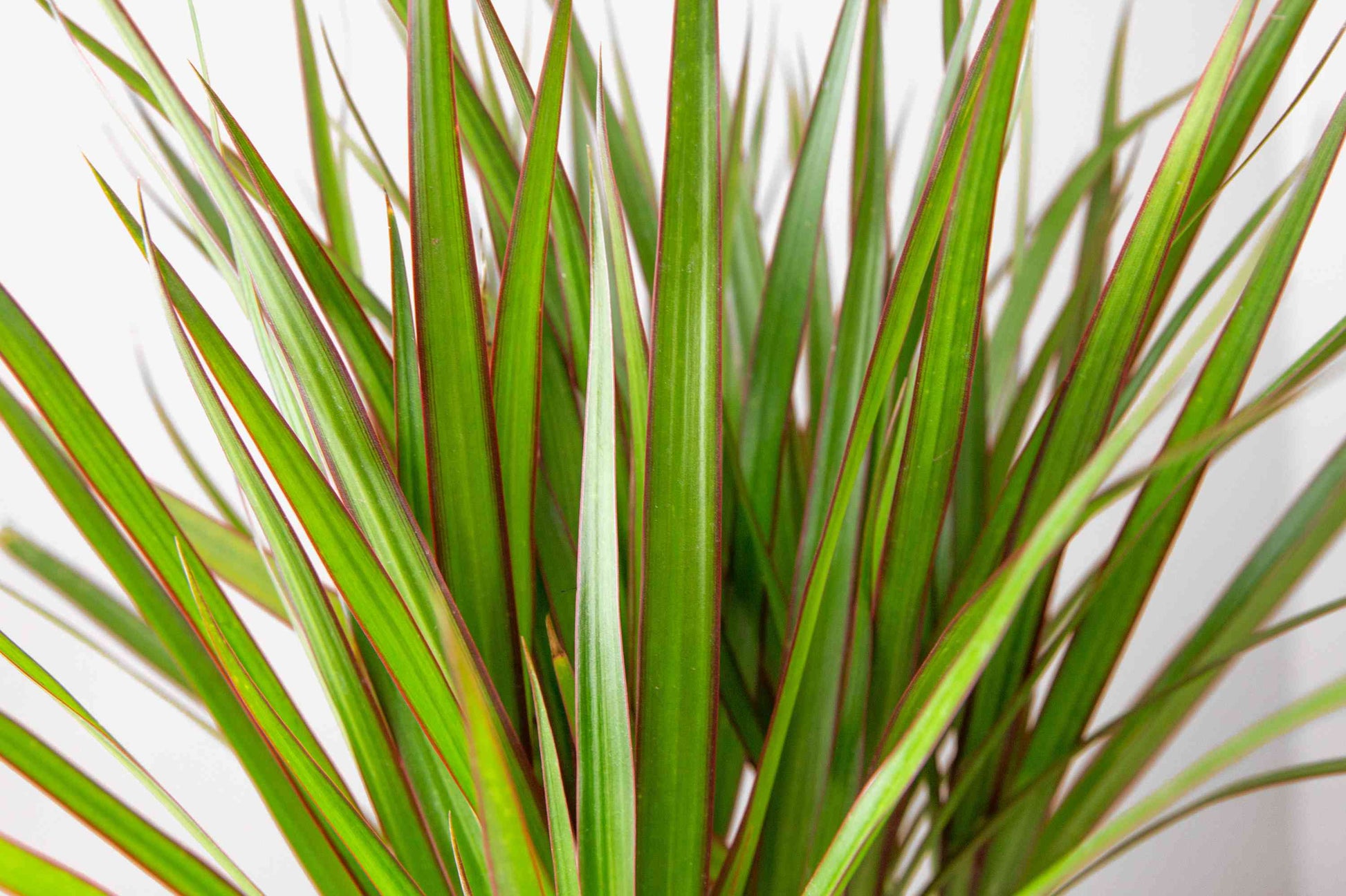 Dracaena marginata 1.3 -1.5mtr/CERAMIC pot - PlantmartUAE.com