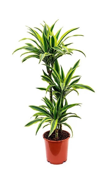 Dracaena lemon lime 130cm-150cm - PlantmartUAE.com