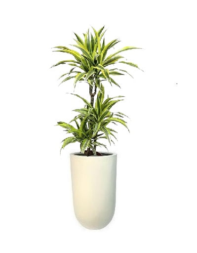 Dracaena Lemon Lime 3pip/CERAMIC pot - PlantmartUAE.com