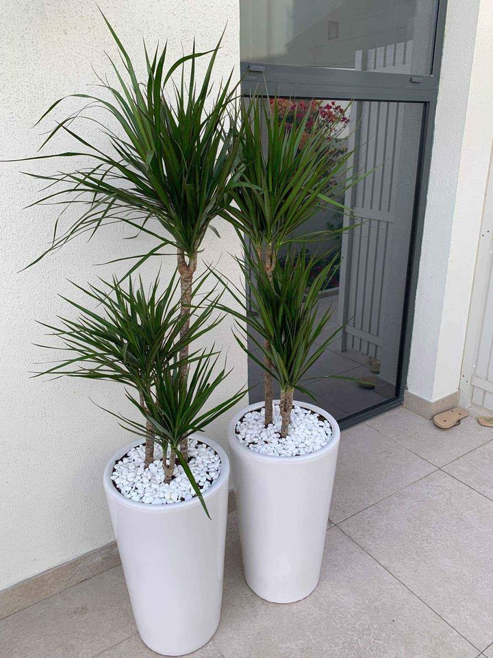 Dracaena Marginata 2pps 80cm - 100cm - PlantmartUAE.com