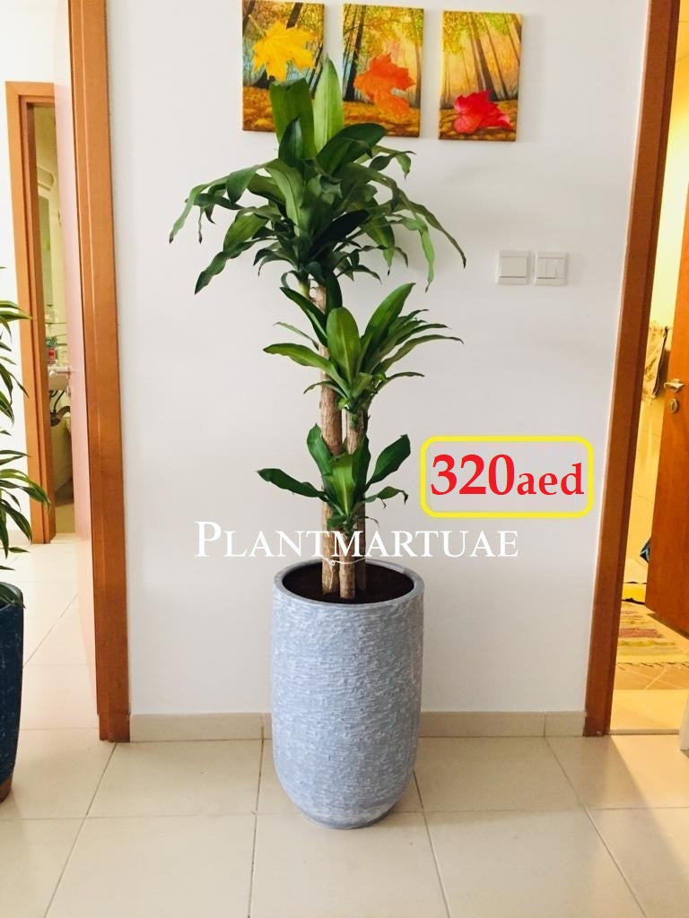 Dracena Massangeana-XL CERAMIC pot - PlantmartUAE.com