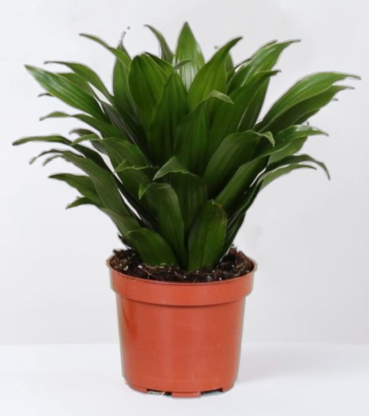 Dracaena compacta 25cm - PlantmartUAE.com