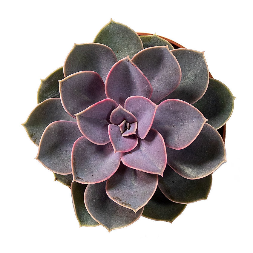 Echeveria Perle Von Nurnberg - PlantmartUAE.com